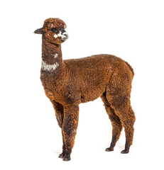 Side view of Rose grey young alpaca eight months old looking awa - obrazy, fototapety, plakaty