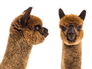 Dark brown young alpaca - Lama pacos, isoltaed on white