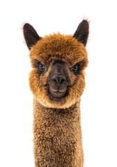 Dark brown young alpaca - Lama pacos, isoltaed on white