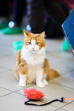 Fluffy cat with multi-colored eyes next to his toy