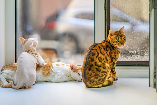Three cats of different breeds sit together on windowsill