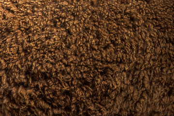 Close-up on Dark brown young alpaca wool or fiber - Lama pacos