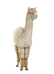 Foto auf Alu-Dibond White eight months old alpaca - Lama pacos, isolated © Eric Isselée