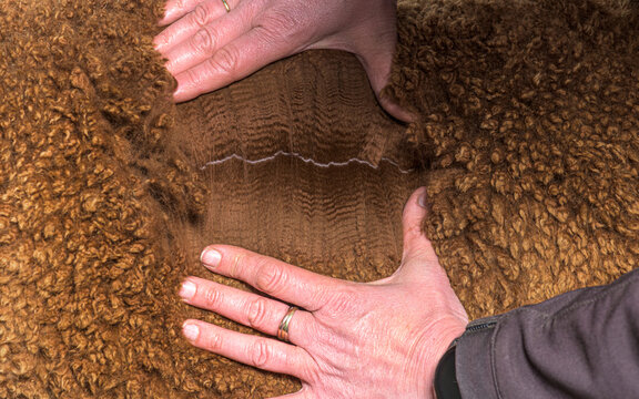 Hand spreading Dark brown young alpaca wool or fiber - Lama pacos