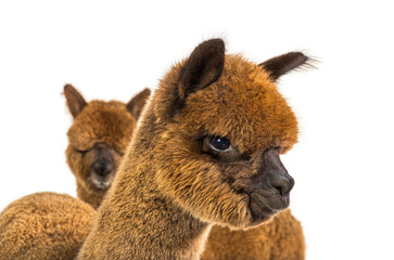 Portrait of a brown alpaca - Lama pacos