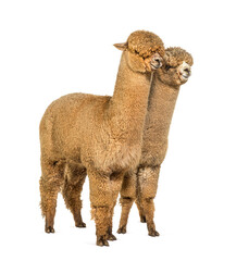 Two Medium and light fawn side bu side alpacas - Lama pacos © Eric Isselée