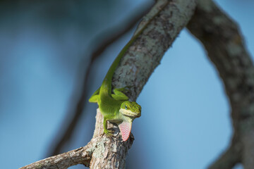 anole on a branch