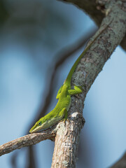 anole on a branch