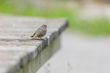 2022-06-08, AUT, Feldkirchen an der Donau: Hausrotschwanz, Jungtier / Ästling wartet auf Fütterung durch Elterntiere.