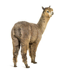 Medium silver grey alpaca - Lama pacos