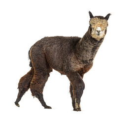 Fototapeta premium Side view of a Dark rose grey alpaca walking - Lama pacos