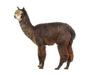 Fototapeta premium Profile of a Dark rose grey alpaca - Lama pacos