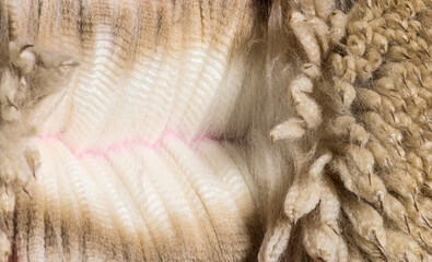 Close-up of spreading  alpaca wool or fiber - Lama pacos - obrazy, fototapety, plakaty