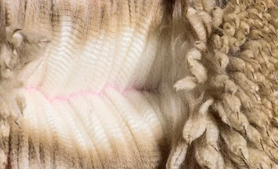 Foto auf Alu-Dibond Close-up of spreading  alpaca wool or fiber - Lama pacos © Eric Isselée