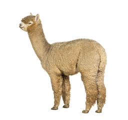 Rear view of a White alpaca - Lama pacos