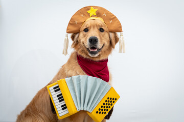 Golden retriver fantasiado de Cangaceiro junino