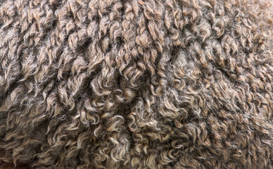macro of Medium silver grey alpaca wool or fiber - Lama pacos