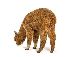 Rear view of a Dark Fawn alpaca looking down - Lama pacos, isola