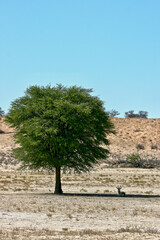 Springbok in the Kgalagadi