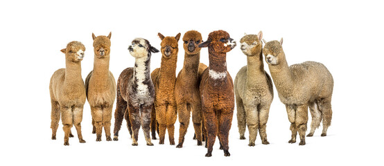 Many colored alpaca in a row standing together - Lama pacos, isolated on white - obrazy, fototapety, plakaty
