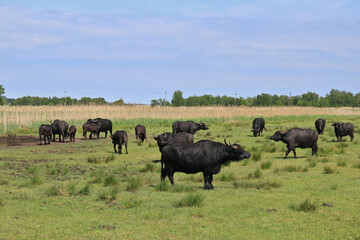 Fototapeta na wymiar eine Herde Wasserbüffel auf einer Weide