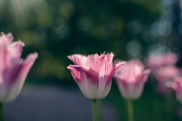 Close-up of pink tulips in a field of pink tulips 