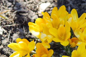 Naklejka na ściany i meble Yellow crocus flower in green grass in spring. Spring flowers. 
