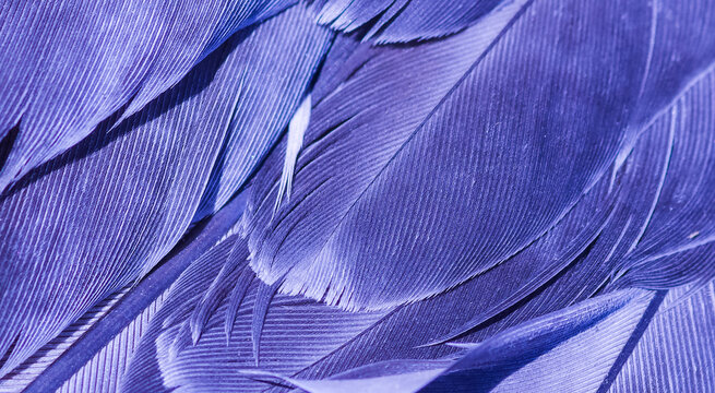 Close-up Of Blue Pigeon Feathers.	
