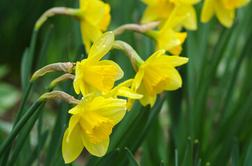 Close-up of yellow blooming flowers in spring (daffodil) on a grass meadow. Blooming spring flowers of daffodil. Selective focus.