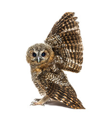 One month old Tawny Owl, Strix aluco, isolated