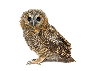 One month old Tawny Owl, Strix aluco, isolated