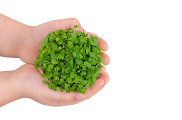 Mustard microgreens in children's hands. Isolated on white background