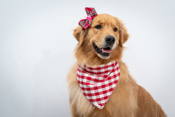 golden retriver fantasiado de caipira para festa junina