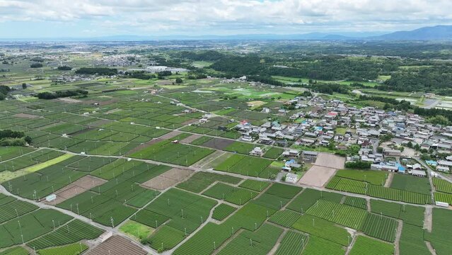 三重県鈴鹿市の新東名沿いに広がる茶畑をドローンで空撮。