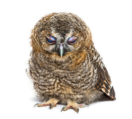 One month old Tawny Owl closing its eyelids, Strix aluco, isolat