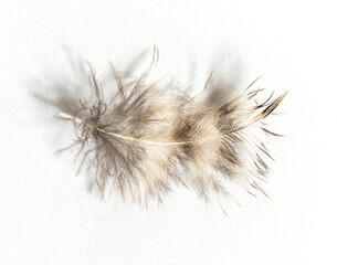 close-up on a down feather of a one month old Tawny Owl, Strix a