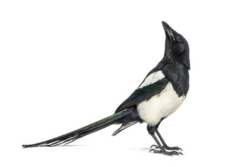 Fototapeta premium European Magpie looking up, Pica pica, Isolated on whte