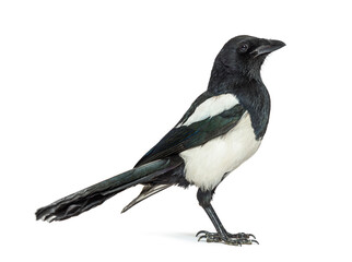 European Magpie, Pica pica, Isolated on whte