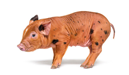 Side view of a young pig (mixedbreed), isolated