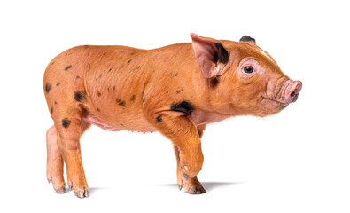 Standing young pig ready to walk looking at the camera (mixedbreed), isolated