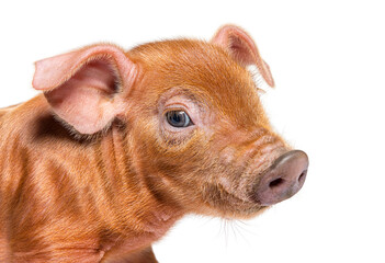 Portrait close-up of a young pig head (mixedbreed), isolated