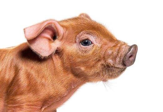 Portrait close-up of a young pig head (mixedbreed), isolated