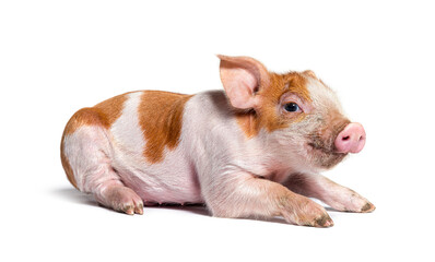 Young pig lying down (mixedbreed), isolated