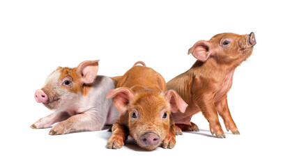 Group of three Sitting Young piglets (mixedbreed), isolated