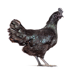 Side view of a Ayam Cemani hen, isolated on white