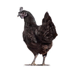 Back view of a Ayam Cemani hen looking back, isolated on white