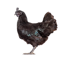 Side view of Ayam Cemani hen, isolated on white
