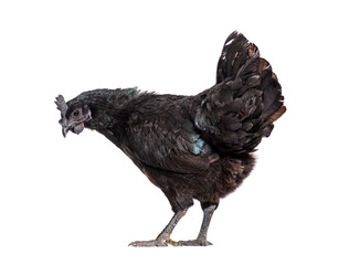 Ayam Cemani hen looking down, isolated on white