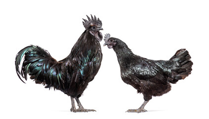Couple of rooster and hen Ayam Cemani chicken, isolated on white