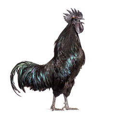 Side view of a Cemani rooster singing, isolated on white